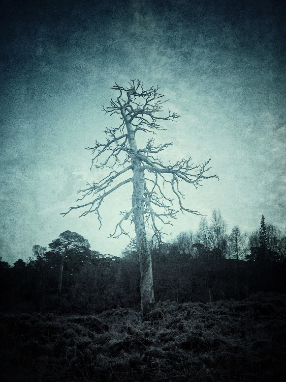 personal iphoneonly photography