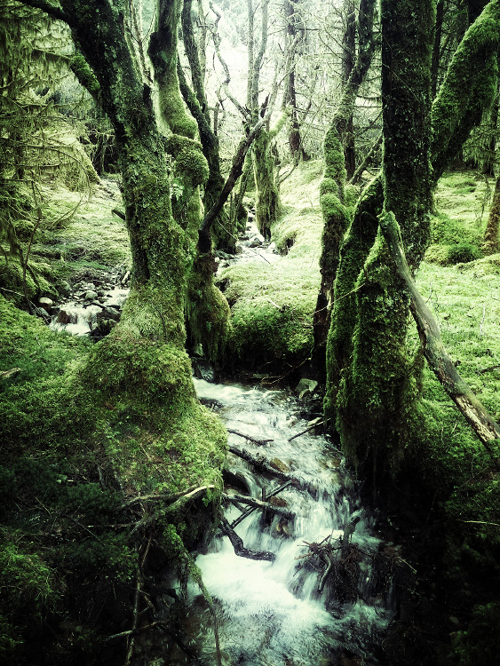 personal iphoneonly photography