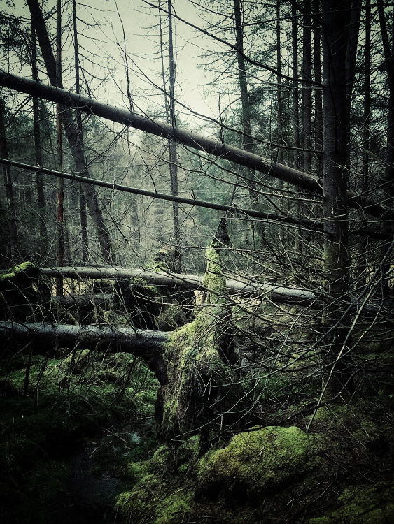 personal iphoneonly photography