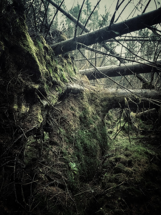 personal iphoneonly photography