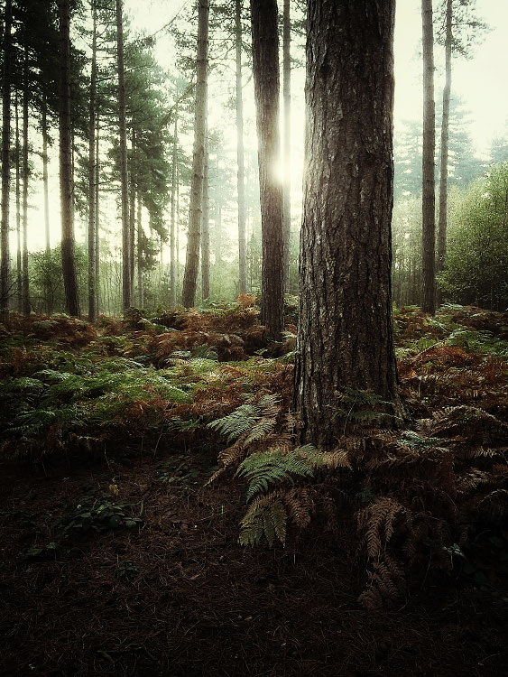 personal iphoneonly photography