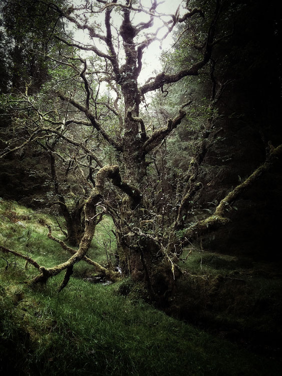 personal iphoneonly photography