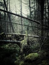 personal iphoneonly photography