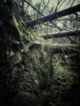 personal iphoneonly photography