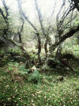 personal iphoneonly photography